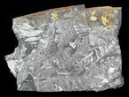 Wide Fossil Seed Fern Plate - Pennsylvania #53697-2